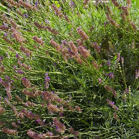 Annika Lejlighed Split