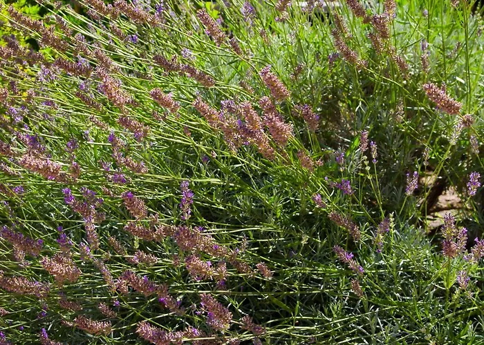 Annika Apartman Split